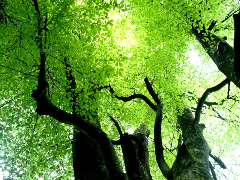 forêt