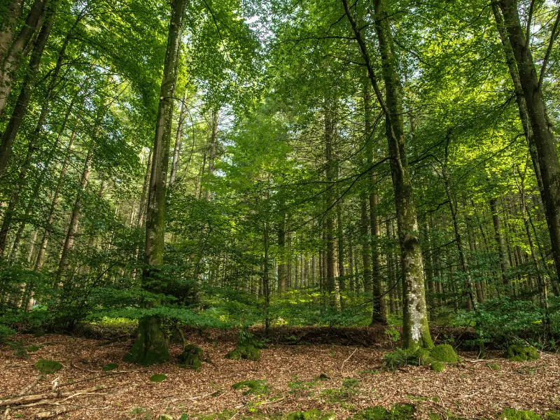 forêt