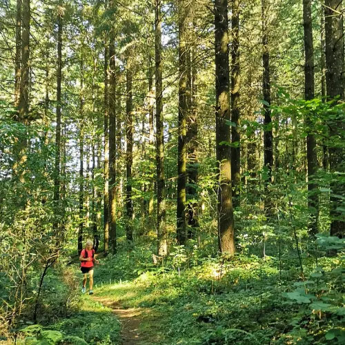 Trail dans la forêt